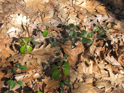 wintergreen
