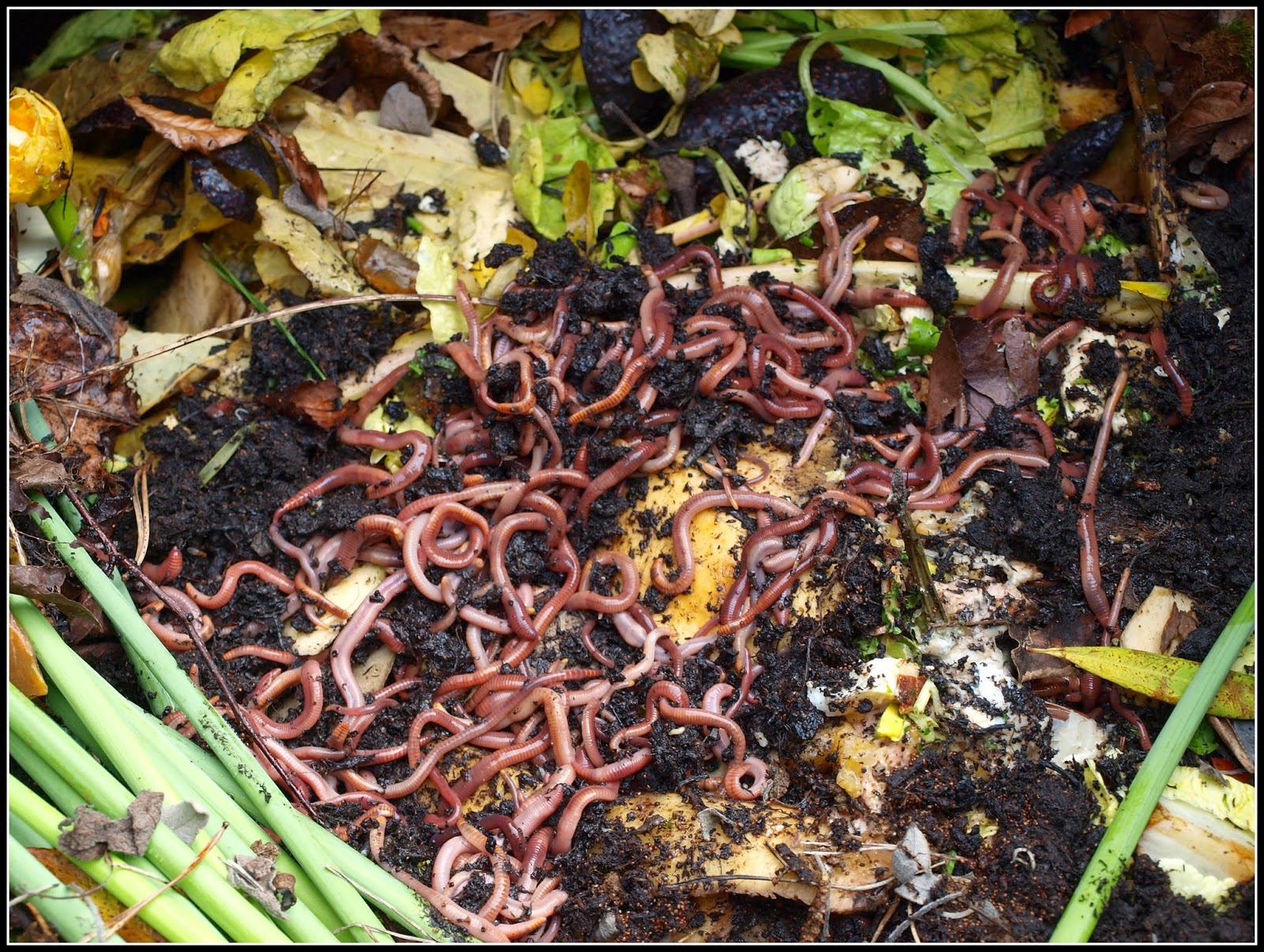 Mark's Veg Plot Denizens of the compost bin