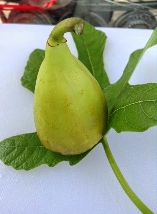 Figs Photo Collection Around the World Figs DE SON QUATERA( Balearic