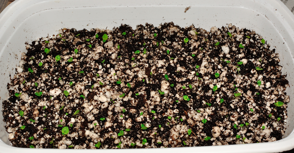 African Violet Ramblings How many seeds are in an African violet pod?