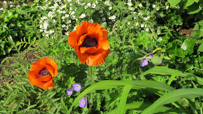 Oriental poppy, Papaver orientale