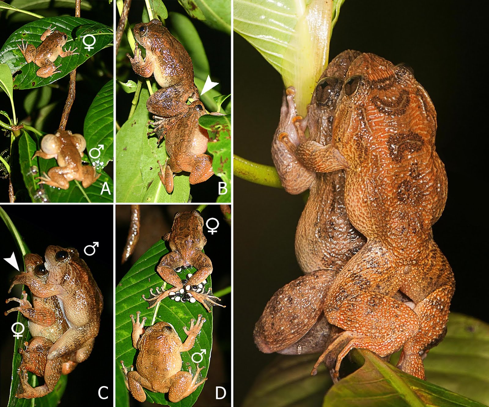 Species New to Science [Herpetology • 2016] A Unique Mating Strategy without Physical Contact