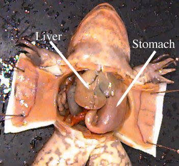 Greyson4lyfe27 Frog Dissection