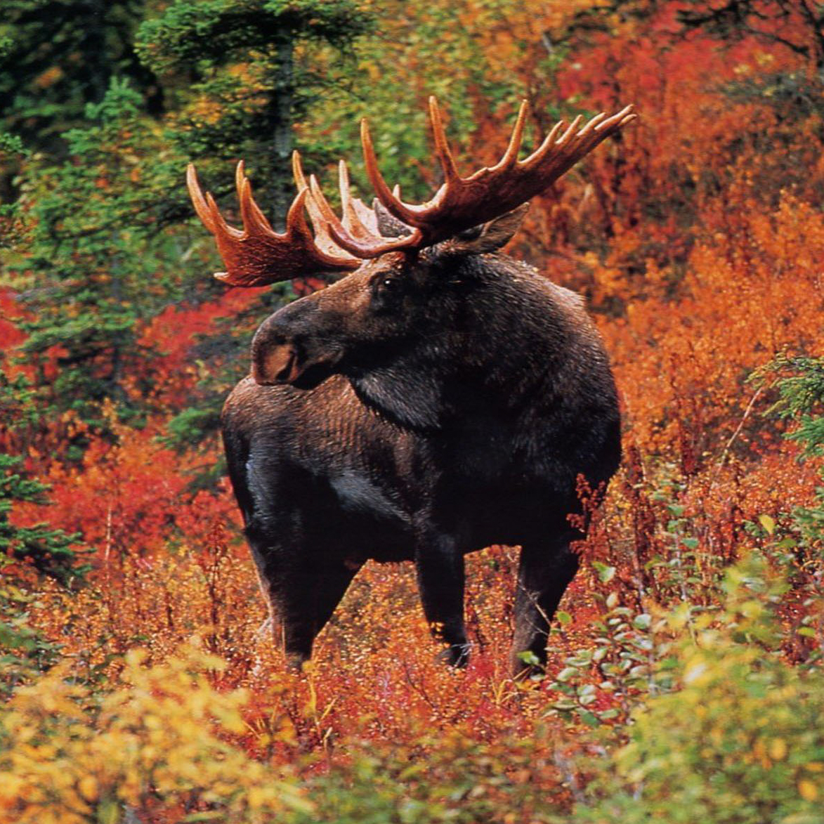 http://4.bp.blogspot.com/-hRWATjbWkTE/UHMNWmmIbOI/AAAAAAAAAsM/tShk8JUmASs/s1600/Canadian+Thanksgiving+Moose.jpg