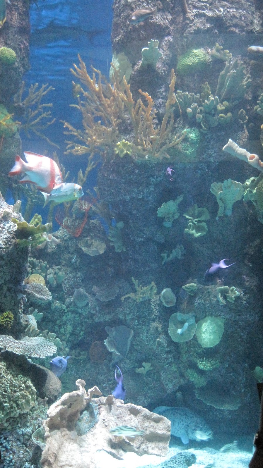 Our visit to Shedd Aquarium in Chicago!