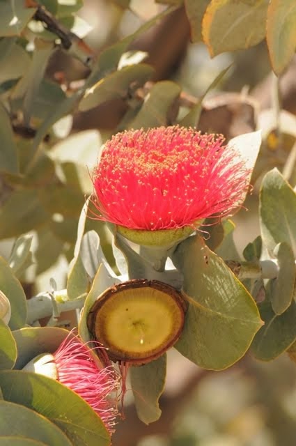 Mottlecah - Eucalyptus macrocarpa 036