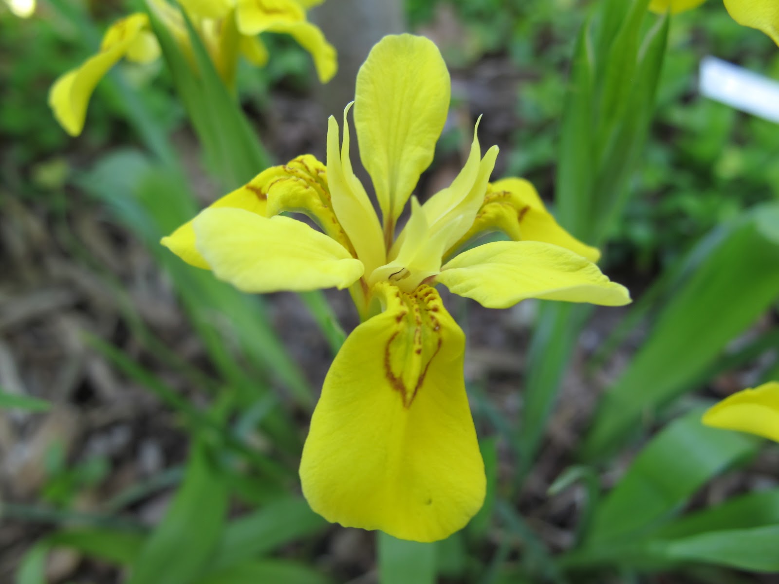 World of Irises The Korean Iris by Jim Murrain