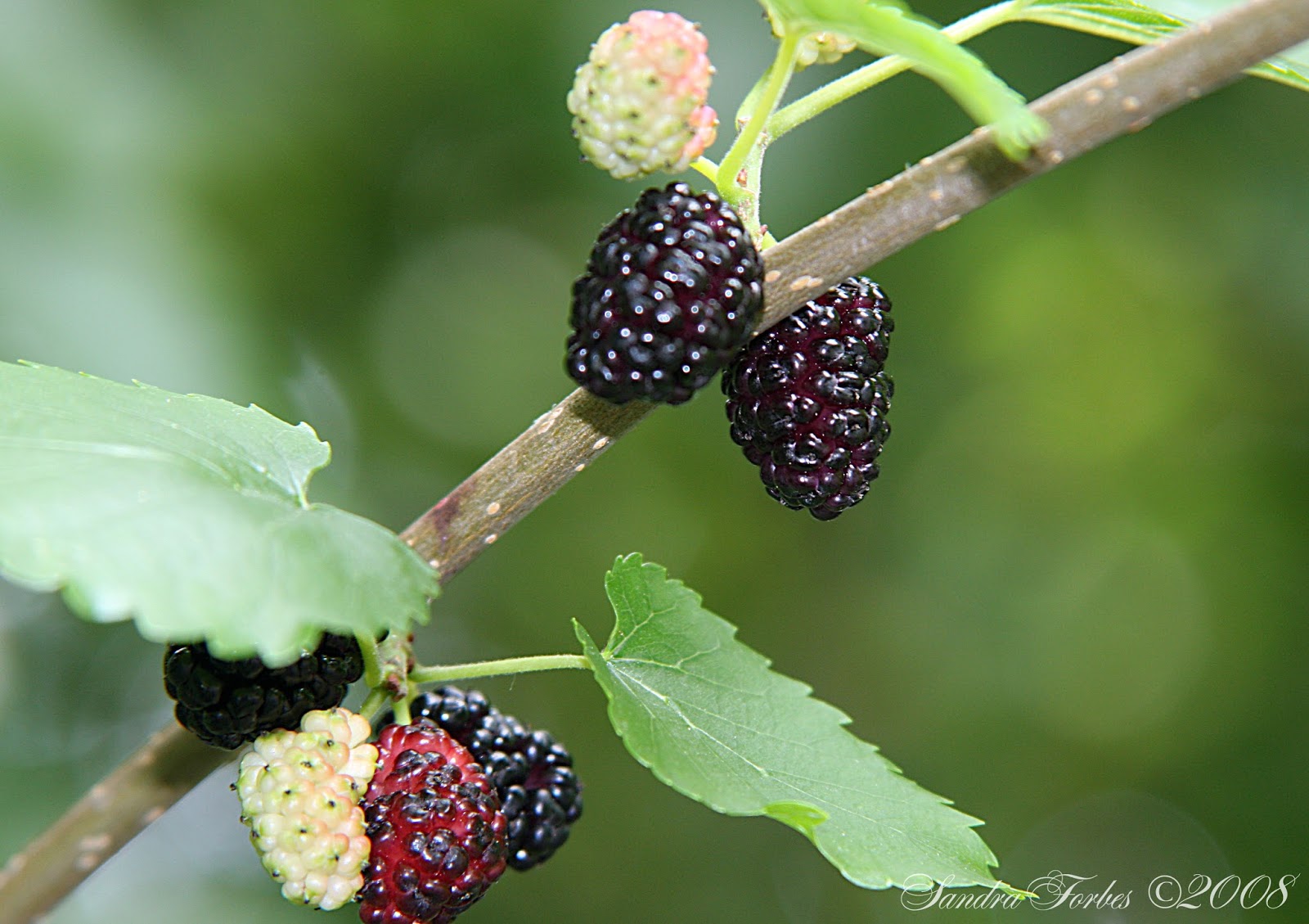 Boysenberry Fruit Natural Beauty
