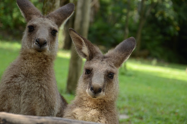 two kangaroos portrait up close