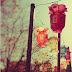Pretty Chinese lanterns: prints & DIY