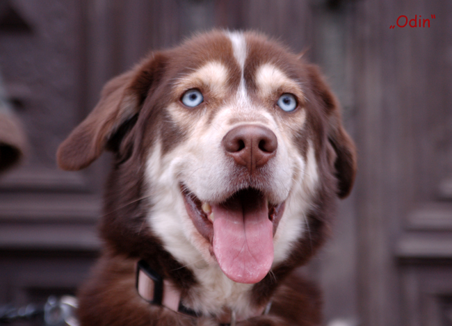 Neuigkeiten&hellip;GROßE HUNDE suchen ein ZUHAUSE.