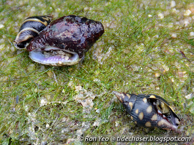 Lightning Dove Snails (Pictocolumbella ocellata) Lightning Dove Snails (Pictocolumbella ocellata)