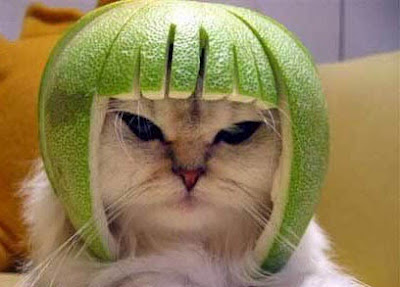 cat watermelon head