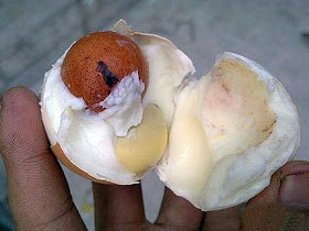telur unik dan aneh gambar telur ajaib, telur dalam cangkang