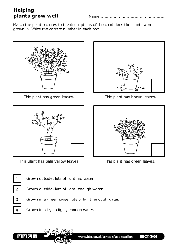 SCIENCE YEAR 2: Worksheets