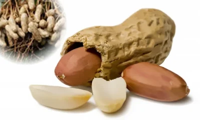 manfaat dan gizi kacang tanah