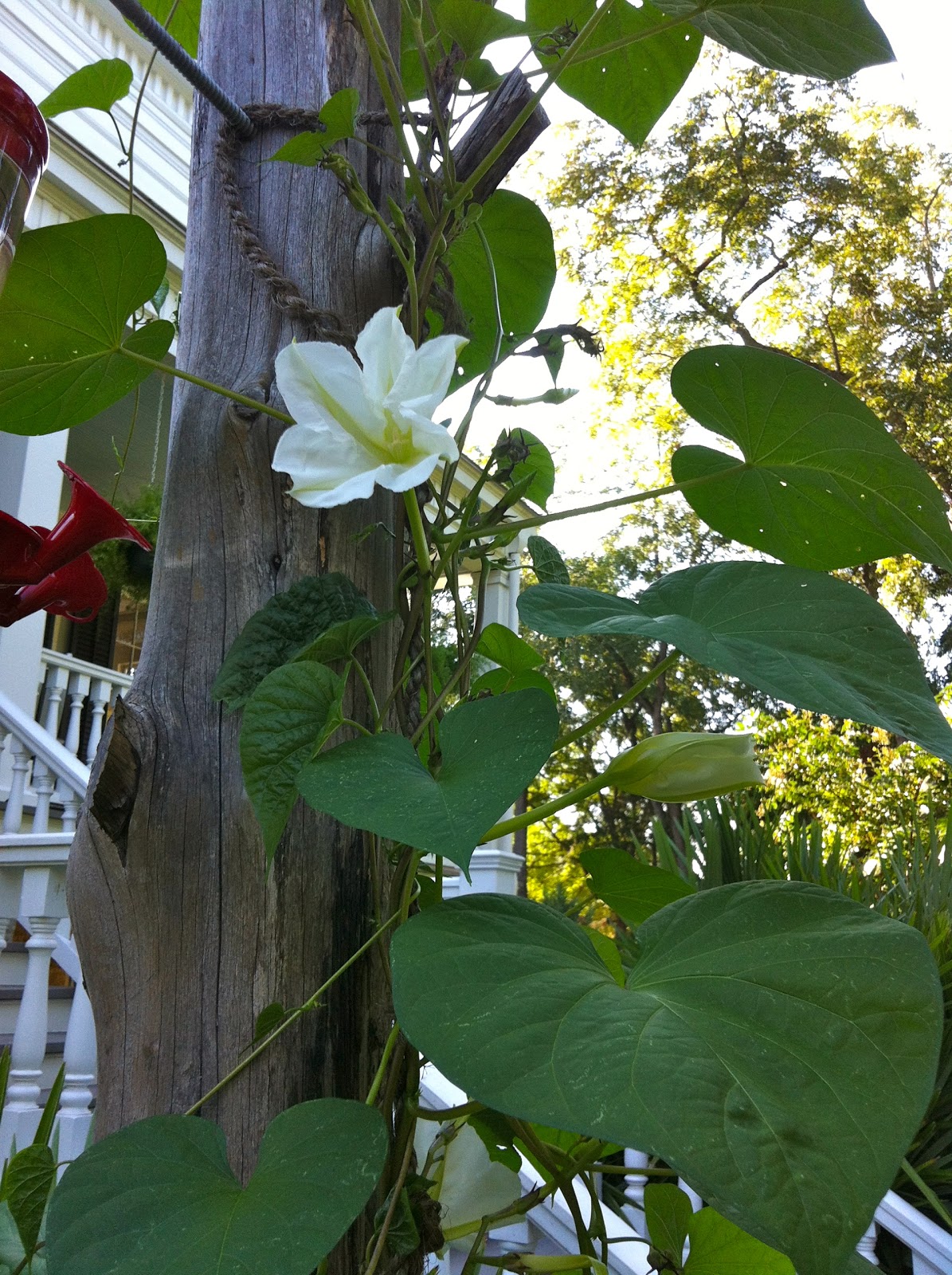 Elm Street Gardens Hummingbirds and Moonflowers