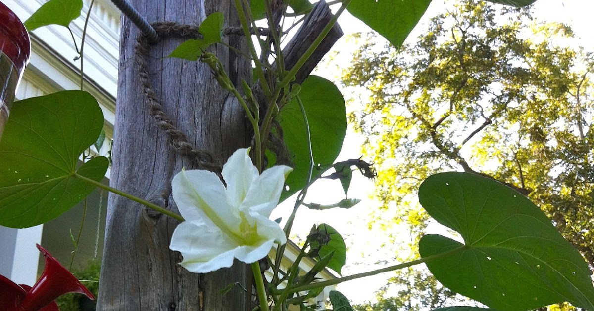 Elm Street Gardens Hummingbirds and Moonflowers