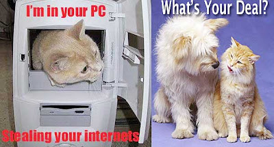 Funny Cat Pictures