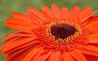 Significado del color de las flores . Gerbera naranja