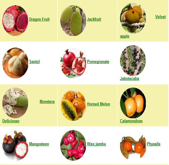 Asian Fruit List 16