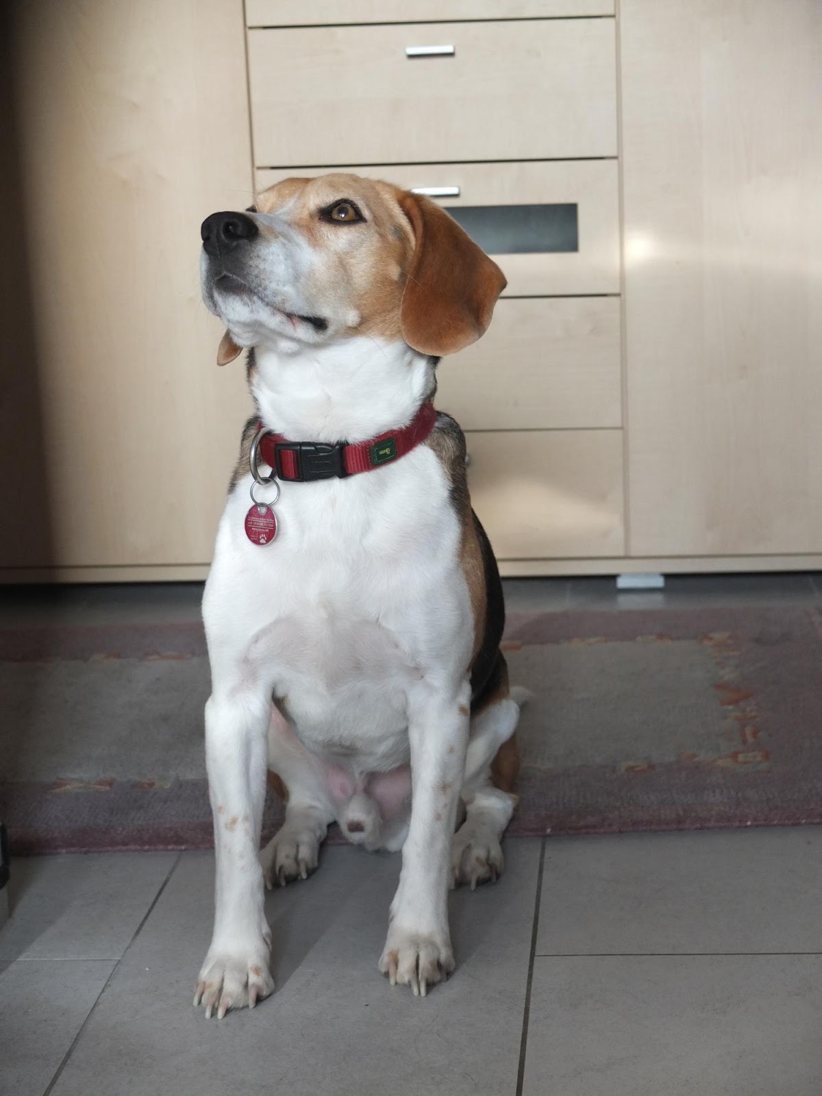 Ein Beagle auf Wanderschaft Frühjahrsputz und Speckröllchen Wie wiegt