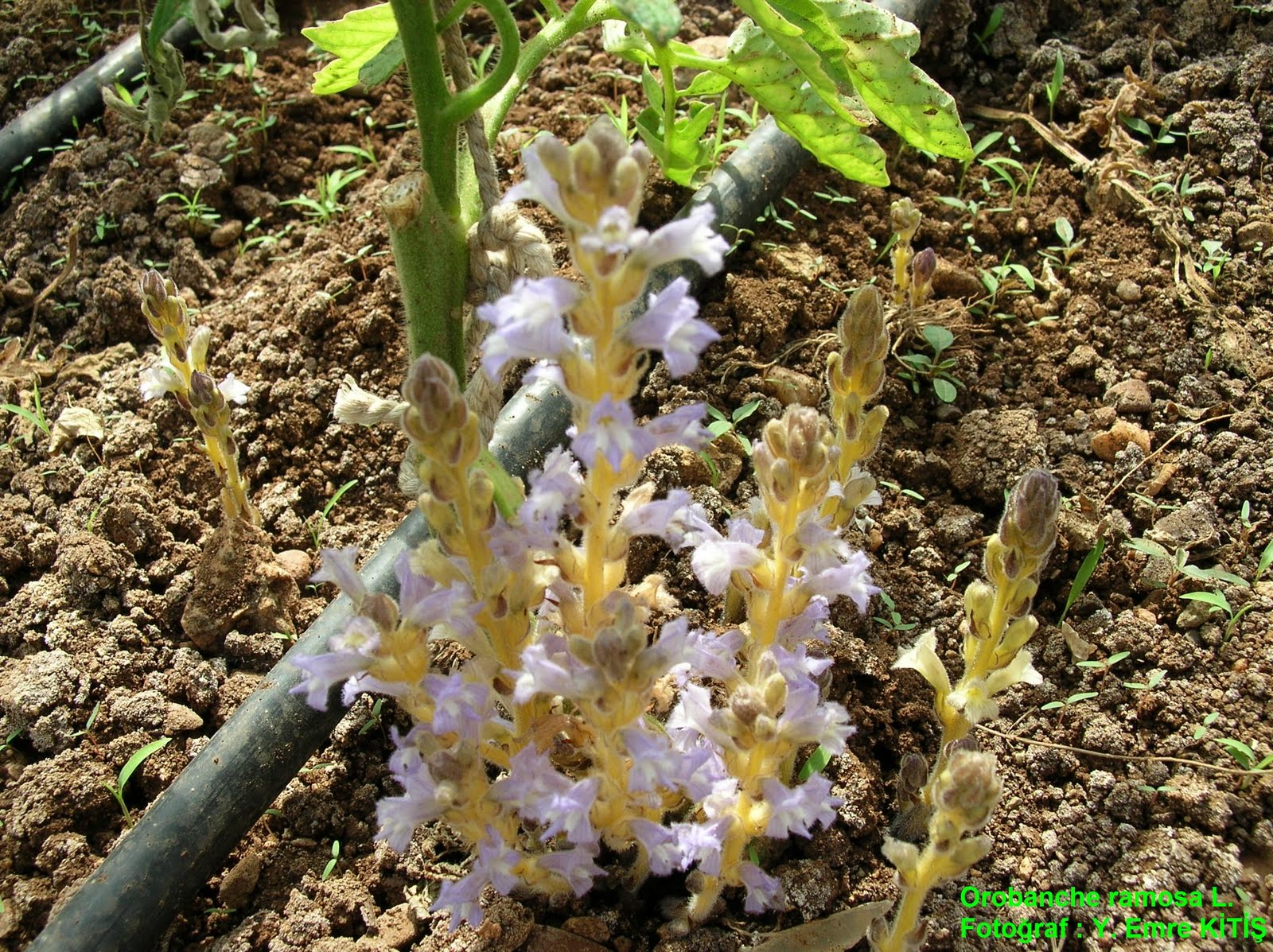 Parazit Yabancı Otlar ve Mücadelesi Canavar otu (Orobanche spp