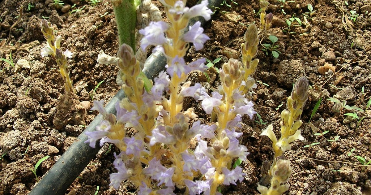 Parazit Yabancı Otlar ve Mücadelesi Canavar otu (Orobanche spp