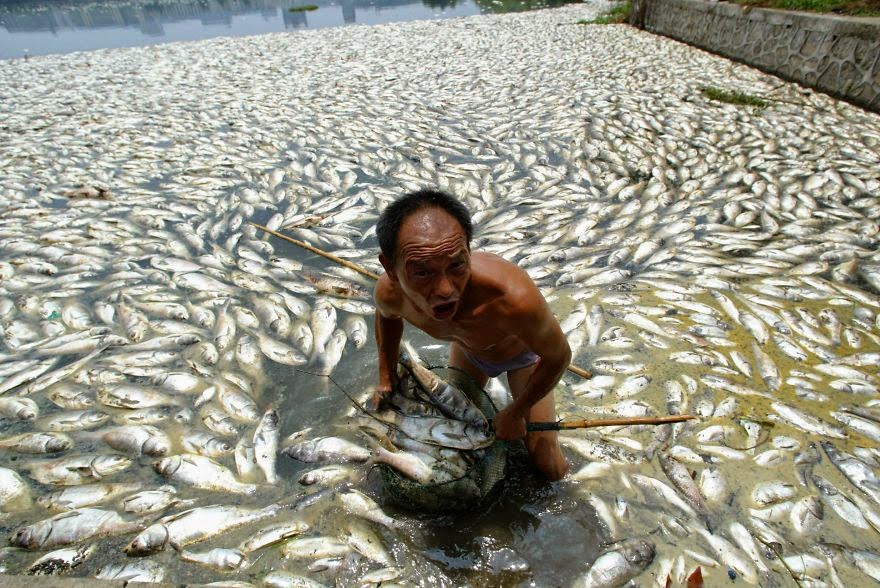 #19 Worker Cleans Away Dead Fish At A Lake In Wuhan, Central China's Hubei Province - 22 Heartbreaking Photos Of Pollution That Will Inspire You To Recycle #19 Worker Cleans Away Dead Fish At A Lake In Wuhan, Central China's Hubei Province - 22 Heartbreaking Photos Of Pollution That Will Inspire You To Recycle