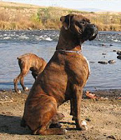 all natural antler dog bone large breed