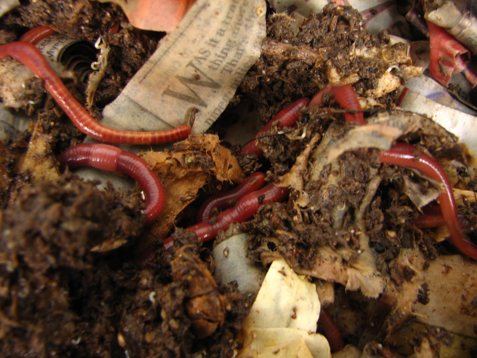 Buy Vermicompost Worms