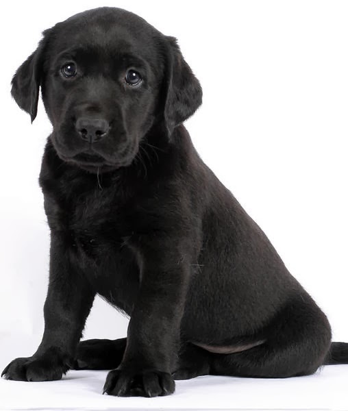 See more Cute and beautiful Dogs http://cutepuppyanddog.blogspot.com/