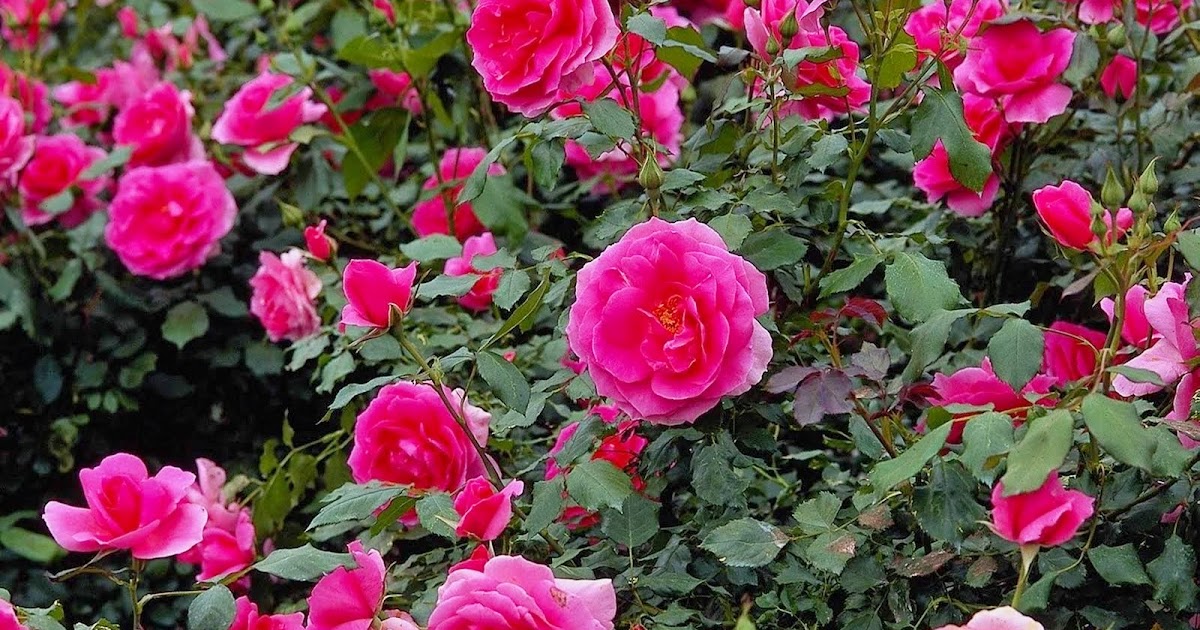 A Peep Into The Past