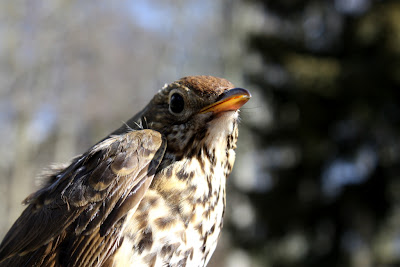 Song Thrush Turdus philomelos Song Thrush Turdus philomelos
