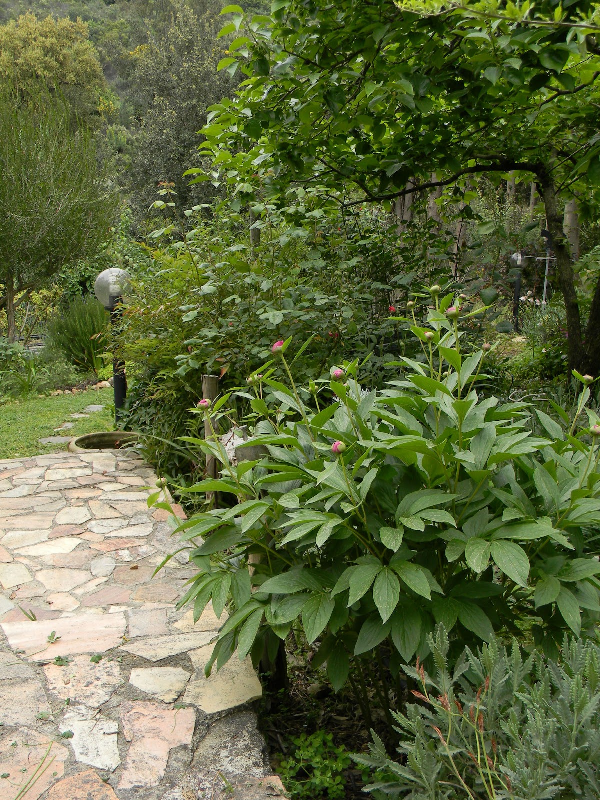 Dai, entrate..... by delia furighedda gardening Ispirazioni Giardino Scale