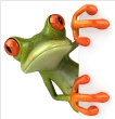 No Frogs Allowed