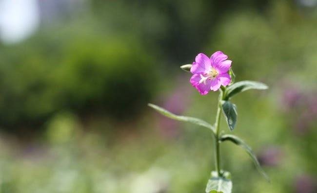 Great Willowherb Flowers Pictures Great Willowherb Flowers Pictures