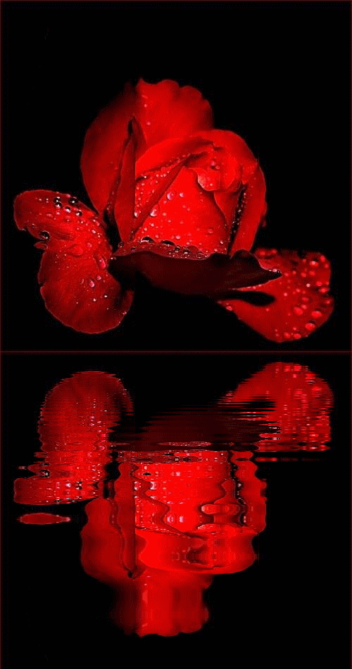 WResim 3D BOYUTLU GÜL RESİMLERİ WResim 3D BOYUTLU GÜL RESİMLERİ