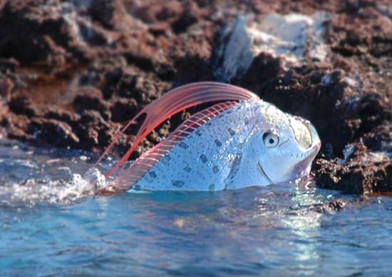 Largest Marine Sea Creatures Out There Oarfish Largest Marine Sea Creatures Out There Oarfish
