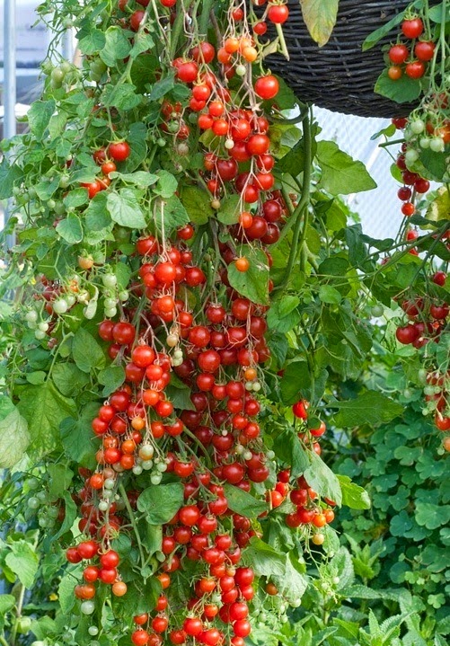 The best tomato varieties to grow in baskets Container_gardening Organic Gardening