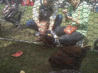 Childen look at chickens on display at a local event in Pittsburgh