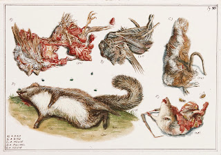 Dead Birds, Squirell, Mouse Roadkill, egg tempera, dead animal, illustration, illumination, painting