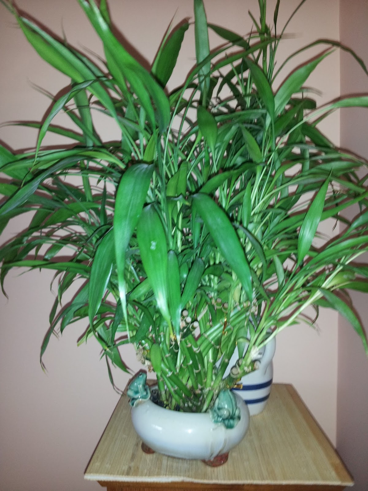 Detox Our World Breathe Easier Buy a Houseplant and Clean the Air