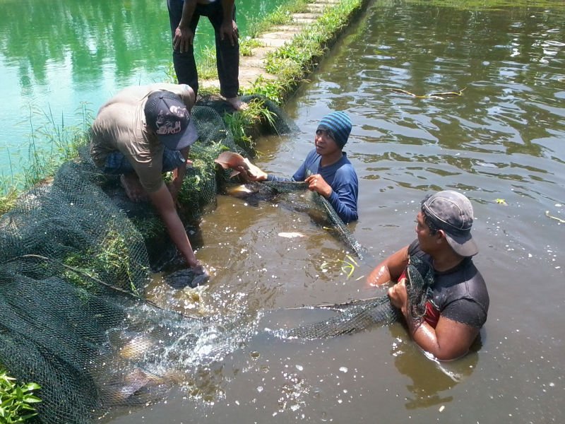 ternak ayam betet pakan ternak bebek