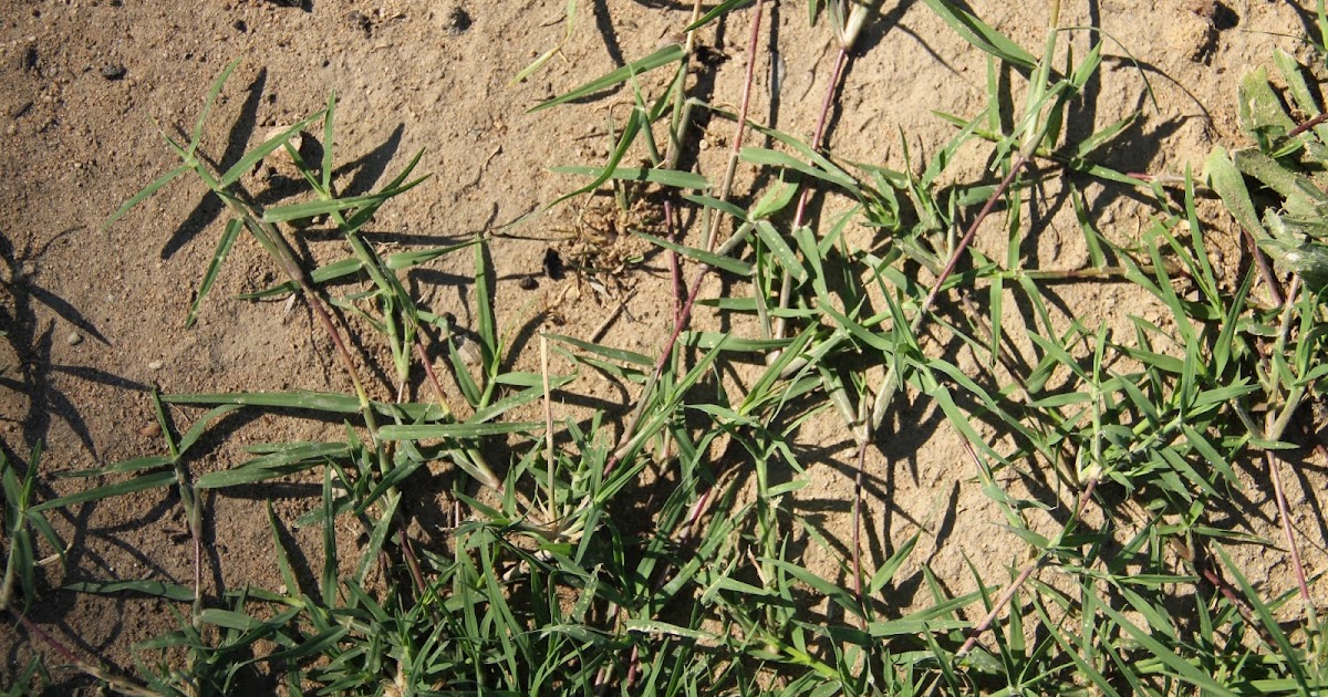 Lawn and Landscape Tips from the Turf Doctor Bermuda Grass Is it