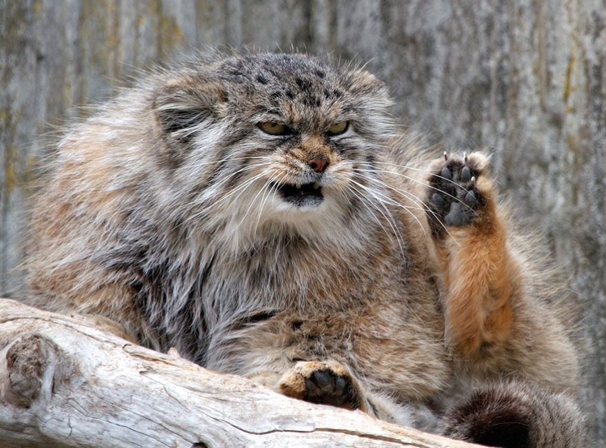 White Wolf This Mongolian Cat Is The Most Expressive Cat In The World
