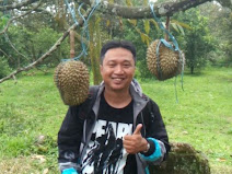 Durian Matang di Pohon