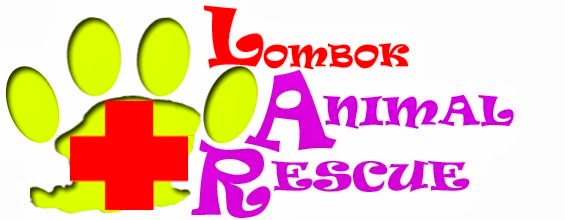 Lombok Animal Rescue