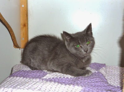 How To Regain A Cat S Trust How To Regain A Cat S Trust