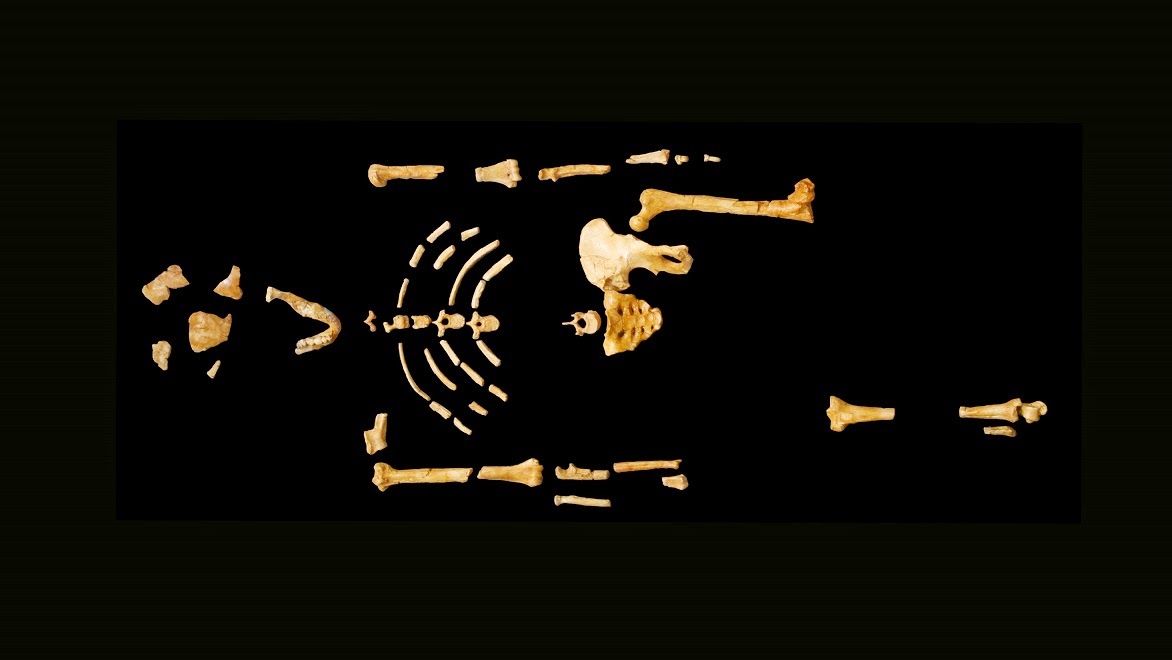 an analysis of the archaeological discovery of australopithecus afarensis lucy Researchers on wednesday announced the results of an intensive analysis of the 318 million-year-old fossils of lucy, a member of a species early in the human evolutionary lineage known as . an analysis of the archaeological discovery of australopithecus afarensis lucy Researchers on wednesday announced the results of an intensive analysis of the 318 million-year-old fossils of lucy, a member of a species early in the human evolutionary lineage known as .